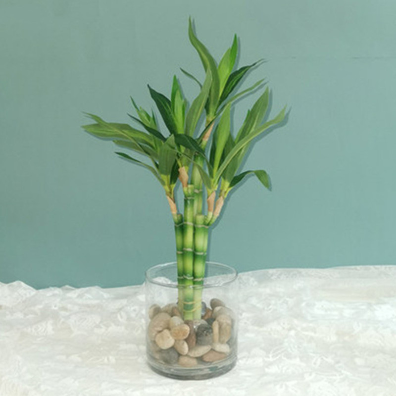 Dracaena Marginata - New 40cm Artificial Lucky Bamboo Succulent