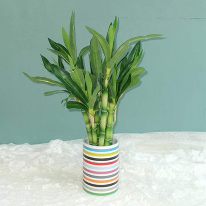 New 40cm Artificial Lucky Bamb - Dracaena Marginata review and price