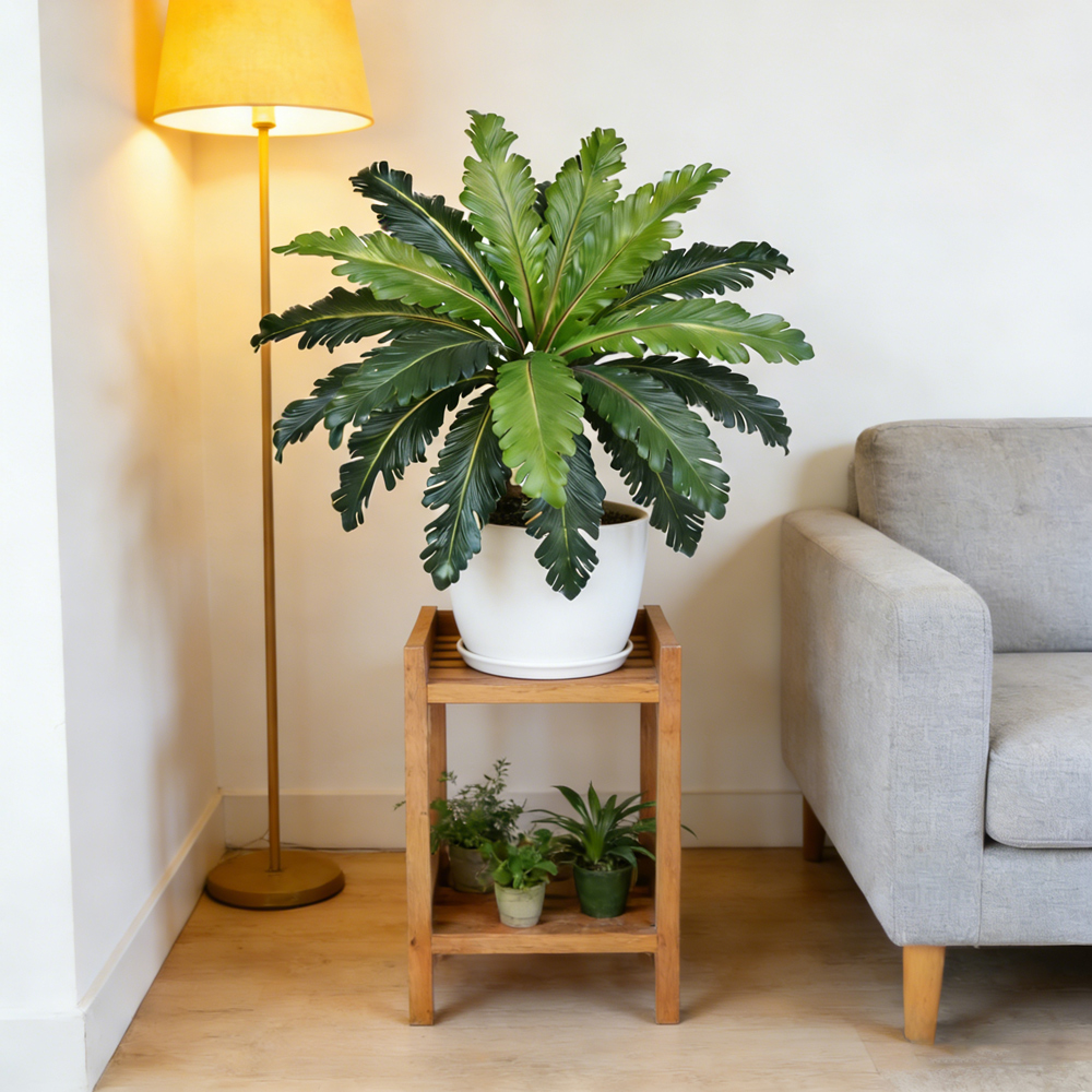 45-50cm Tropical Fake Persian  - Dracaena Marginata review and price